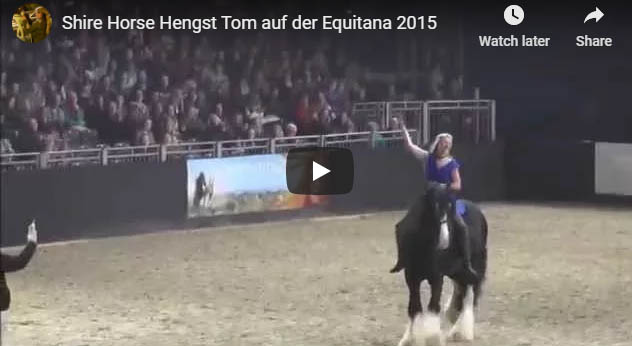 Shire Horse Stallion Tom At Equitana